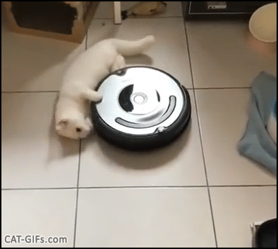 Funny Cat GIF • White cat hanging on roomba going round round round Best useful cat toy ever