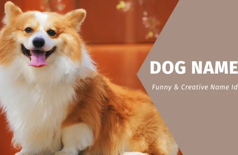 1300+ Funny, Best, Unique, and Cute Names for Dogs